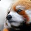 Lesser panda