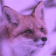 foxgirlgaming