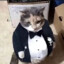 fancy Cat (Whiskers Jr.)