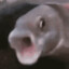 PogFish