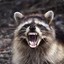 rambunctious raccoon