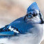 Blue Jay