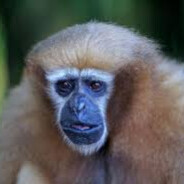 Local_Gibbon