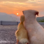 分你一支巧乐兹