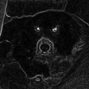 MaxTheDog