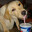 Pepsi-Dog