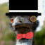 Emu_Gentleman Bot
