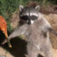 Raccoon With a Spoon