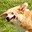 Durnk Corgi