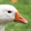 GoodGuyGoose