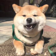 翻斗花园 牛爷爷