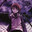 Clark Rainbow