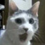 Macblue