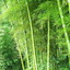 Oriental Huai Bamboo