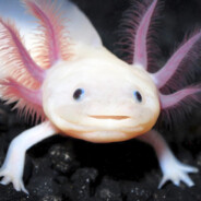 Axolotl81 avatar