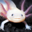 [CD] Axolotl