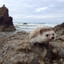 ♥Hedgeehogee♥