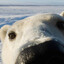 Nanook
