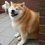 shib