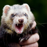 Ferret