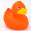 Orange Duck