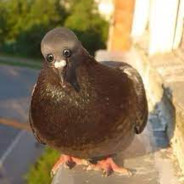 Гроза Голубей