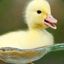 The Shaved Duckling =)