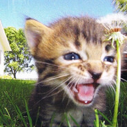 макруди макви