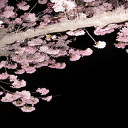 米尔卡 | Seone skins.army