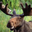 Moose