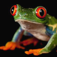 TheFrog