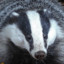 Badger II