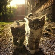 Aa