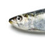 sardinha