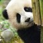 Pandas essen Bambus