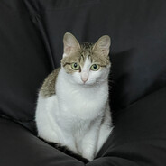 小心我在你脸上尿尿