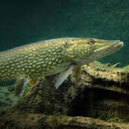 Gniewny Szczupak skins.army