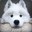 Bappo avatar