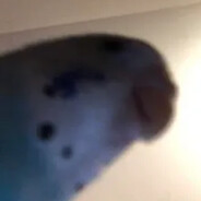 Hello_Human