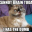 Brainless Cat :3