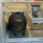 Ice Tigrou