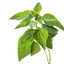fakemint