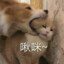 不仅新手还是个大畜