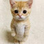 GATITO