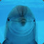 Smurfin Dolphin ✪