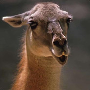 El Guanaco