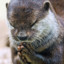 Devout Otter