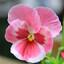 Precious Pink Pansy (Gripper)