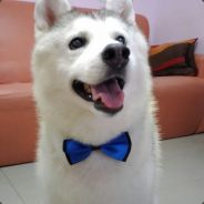 Lufsig - steam id 76561197960468665