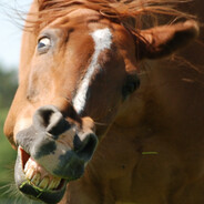Horse - steam id 76561197961193224